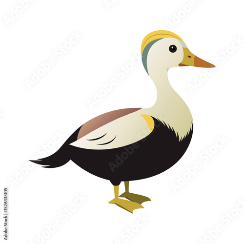 King Eider Bird Design Vector in Color