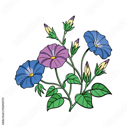 Clean Vector Illustration of Morning Glory Flower