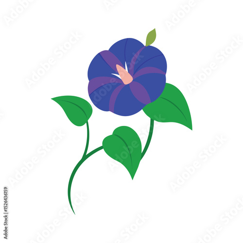 Colorful Morning Glory Floral Illustration on White