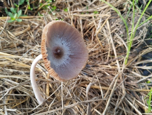 Pleated Inkcap or paddy straw mushroom (Parasola plicatilis) growing in rice fields photo