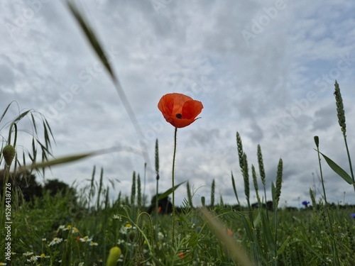 Samotny mak w zielonym polu pod chmurami