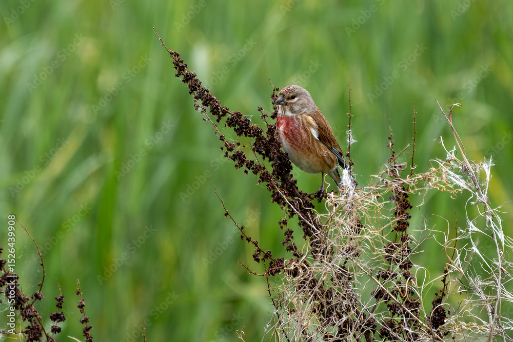 Fototapeta premium Bluthänfling, auch Hänfling oder Flachsfink auf der suche nach Niestmaterial / Vogel 