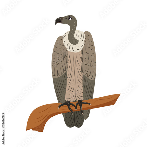 African vulture isolated. Birds from Africa. Children cute animal vector illustration.