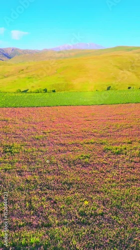 Lavender field stretches across green hills with mountains in the background under a vivid sky. Spring morning light bathes the landscape in gentle tones.
