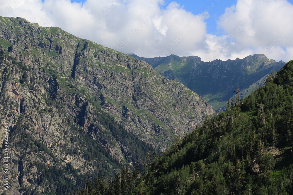 Obraz premium coniferous forested slopes of the caucasian mountains in dombai midsummer