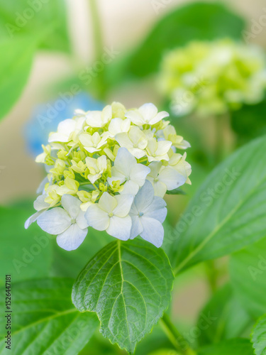 梅雨から初夏の公園や花壇を彩るアジサイのある風景。ガクアジサイの装飾花の繊細な質感と色彩の様子