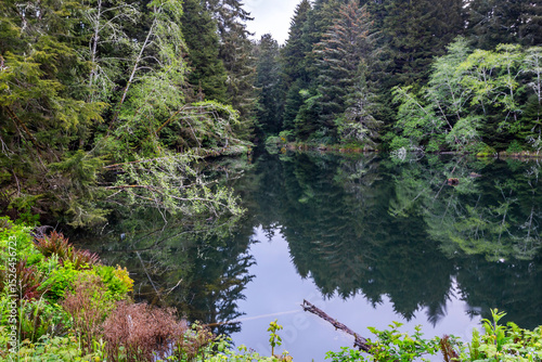Beautiful forest lake in summer