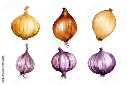 Watercolor vector set of yellow and red onions. Hand-painted vegetable illustration. 