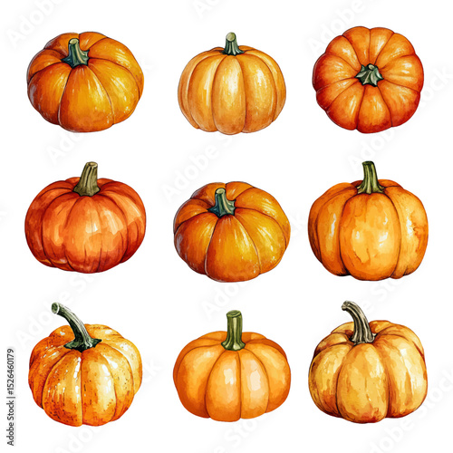 Watercolor vector set of pumpkins. Hand-painted autumn vegetable illustration. 
