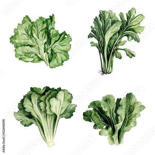 Watercolor vector set of fresh lettuce leaves. Hand-painted salad greens illustration. 