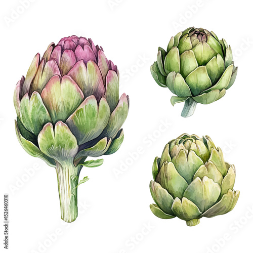 Watercolor artichoke vector set. Hand-painted vegetable illustrations. 