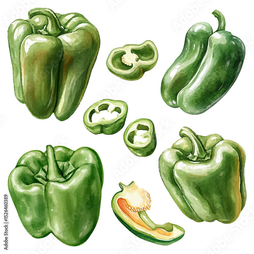 Set of green bell peppers with sliced elements in watercolor style. Vector illustration. 