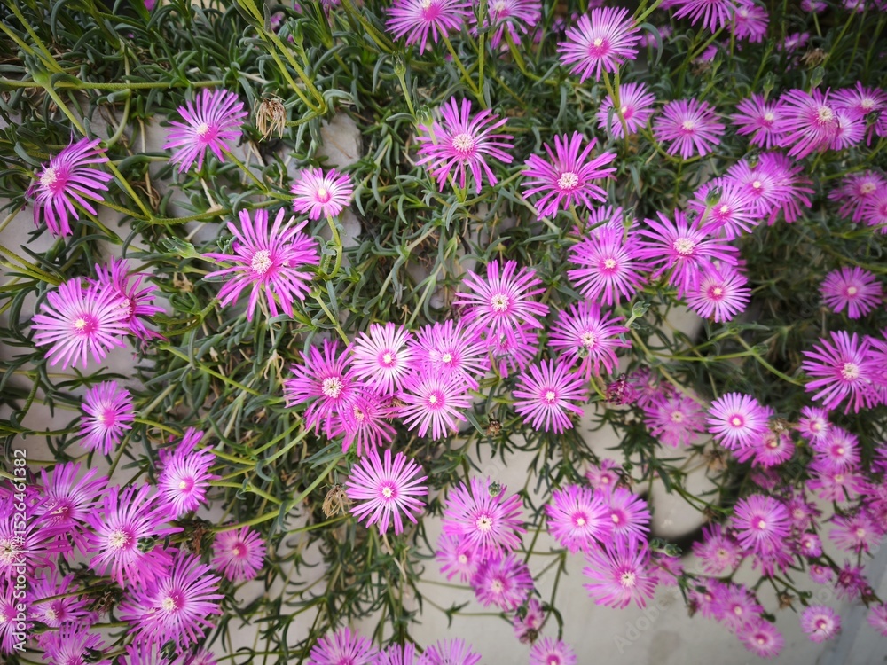Obraz premium Beautiful, densely blooming flowers in a planter.