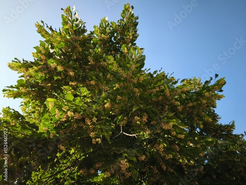 Flowering Tilia cordata trunk photographed from below