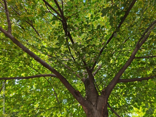 Flowering Tilia cordata trunk photographed from below