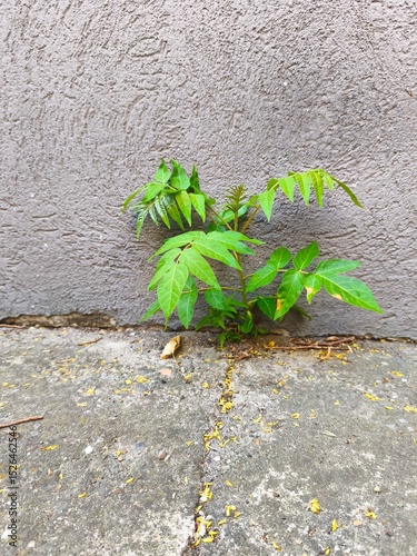 Tree of heaven grows between the wall and the concrete.