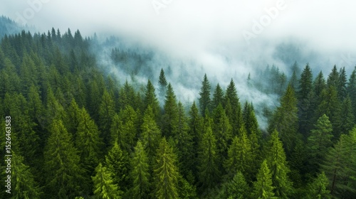 Forest with natural fire barrier Bird's eye view