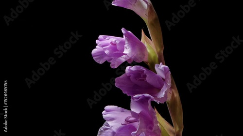 Time lapse of growing purple gladiolus flowers from buds to full blossom. Spring flower blue gladiolus blooming isolated on black background, 4k video studio shot close up view.