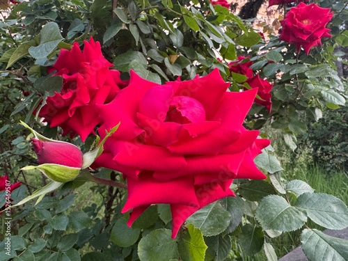  red roses bush in garden at summer day