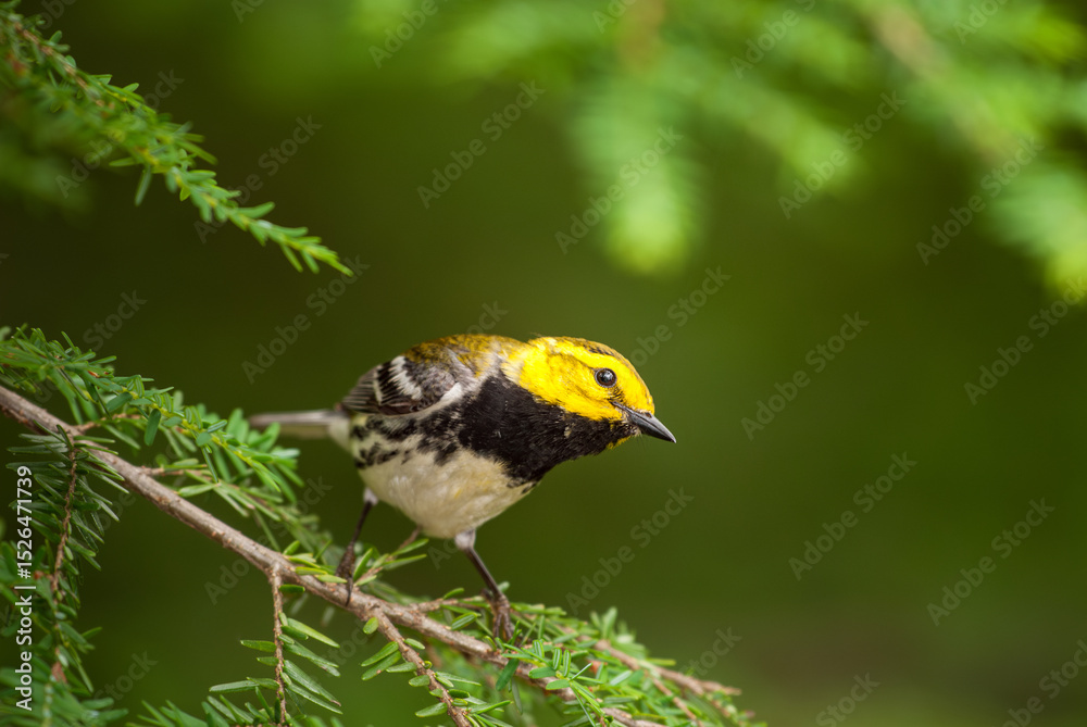 Fototapeta premium Male black-throated green warbler calling from the branch of a hemlock tree