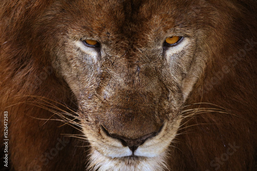 Fierce lion with piercing eyes