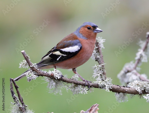 male chaffinch perched on a branch