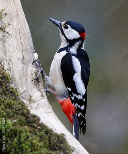 male greater spotted woodpecker