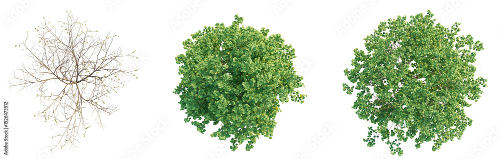 Obraz premium Corylus avellana Tree plan top view cutout isolate transaprent background
