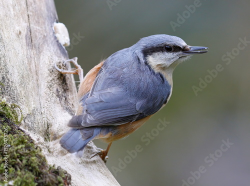 Nuthatch