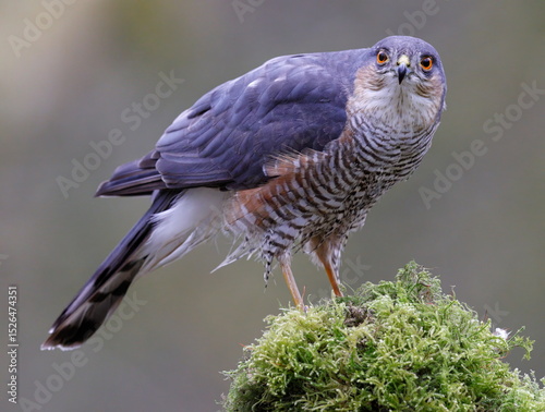 male sparrowhawk on a perch