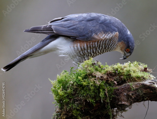 male sparrowhawk on a perch