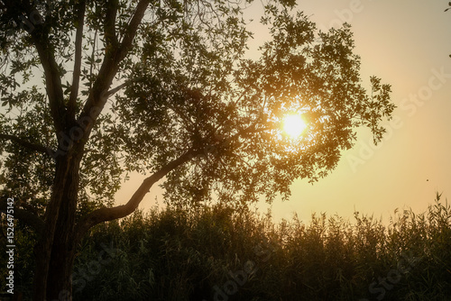 Diffused Sunlight Illuminating Tree Foliage and Woody Stems
