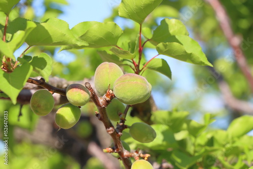 Fototapeta Naklejka Na Ścianę i Meble -  apricot fruits on a tree branch in the garden in summer