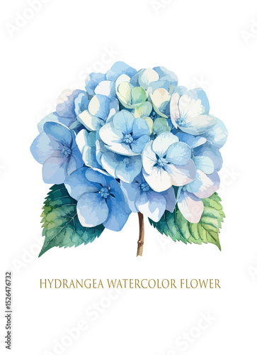 Blue hydrangea flower isolated watercolor vector drawing.Botanical illustration.Floral painting.Poster.Sticker.Print.Pattern.Cover.Cards.Scrap book image.Decoration element.Decor.Canvas wall art.eps