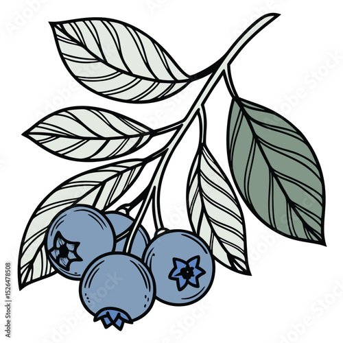 Blueberry Branch Clipart with Leaves Outline Illustration on transparent background