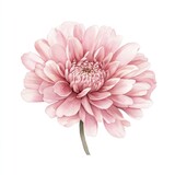 Pink mum tropical flower hand drown illustration watercolor petal chrysanthemum.
