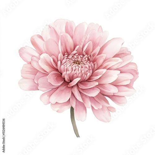 Pink mum tropical flower hand drown illustration watercolor petal chrysanthemum. photo