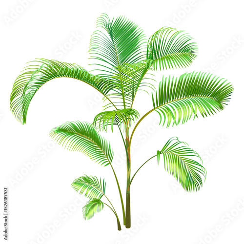 Green Palm Tree isolated on a white background. Desert and tropical houseplants. 
