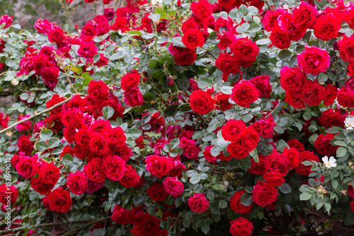 Blooming red roses, Belgrade
