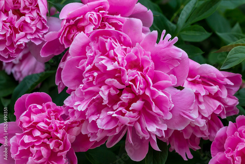 Blooming pink peony, Belgrade