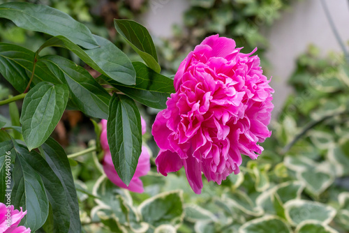 Blooming pink peony, Belgrade