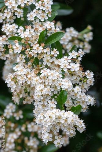Blooming white Pyracantha flowers, Belgrade