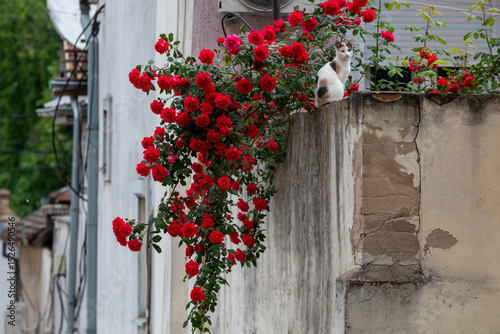 Blooming red rose flowers and cat, Belgrade