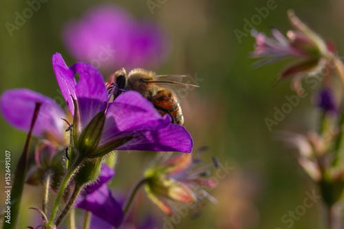 Back-lit honey bee (Apis mellifera) pollinating a geranium flower. Close-up. France, Europe