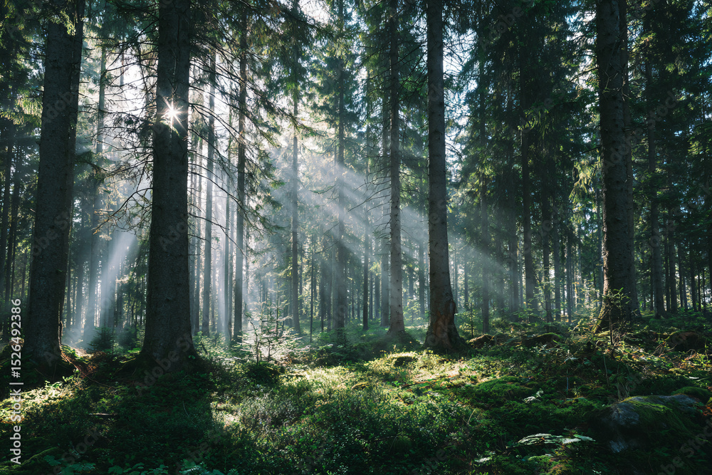 Obraz premium a forest with sun shining through the trees