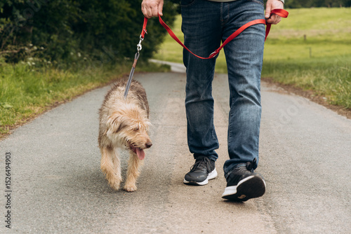 Person walking a playful dog on a country road, surrounded by greenery and open fields, enjoying a leisurely outdoor experience together