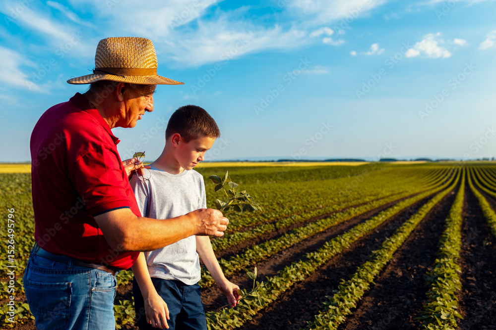 Fototapeta premium Senior farmer with his grandson standing in green soybean field examining crop at sunset.