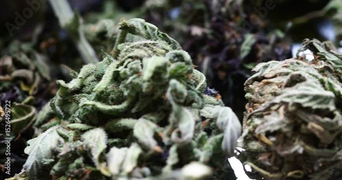 medical marijuana cannabis buds close up