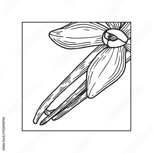 Vanilla Flower with square composition. Hand drawn vector illustration of orchid Flower and pods. Coloring book Outline drawing of spice. Sketch in line art style painted by black inks.
