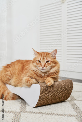 cat lying on the modern cardboard scratching post